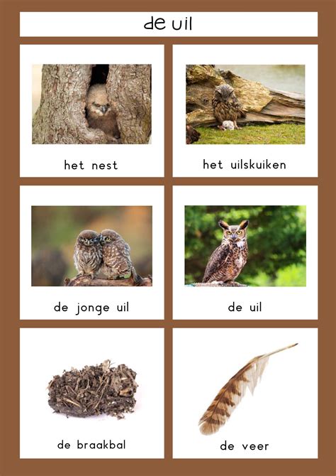 Natuurhoek Uil Klas Van Juf Linda