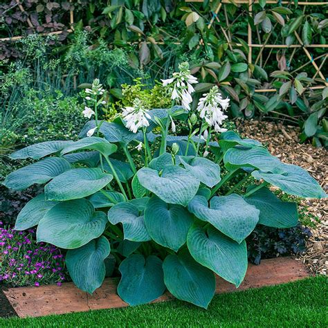 Buy Bressingham Blue Hosta Breck S