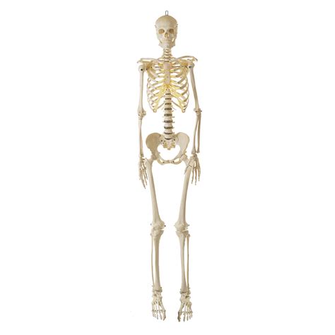 Artificial Human Skeleton Without Stand Female Adam Rouilly