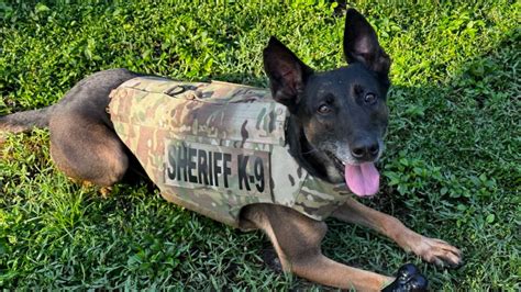 Charlotte County Sheriffs Office K9s Sparta And Apollo Receive