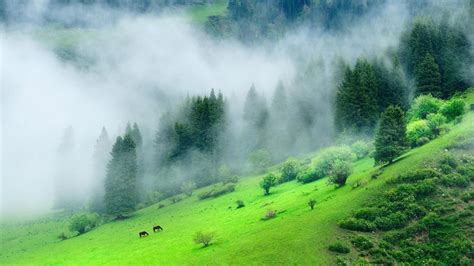 Green Forest Mountain With Mist During Morning Time 4K Nature HD desktop wallpaper : Widescreen ...