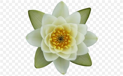 Nelumbo Nucifera Nymphaea Alba Egyptian Lotus Drawing Flower Png