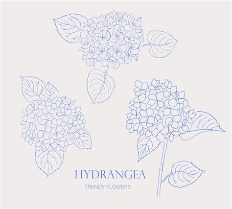 Hydrangea Logo Trendy Botanical Elements Hand Drawn Line Leaves And