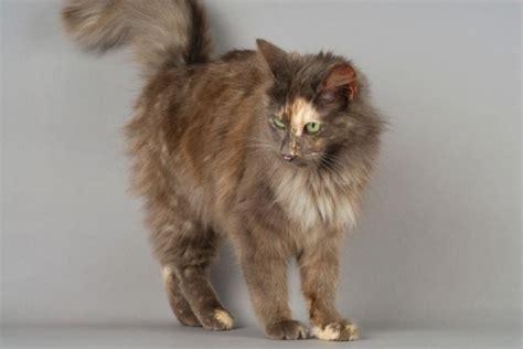 Pha loãng Tortoiseshell Cat Sự kiện Nguồn gốc Lịch sử Có Ảnh Thế