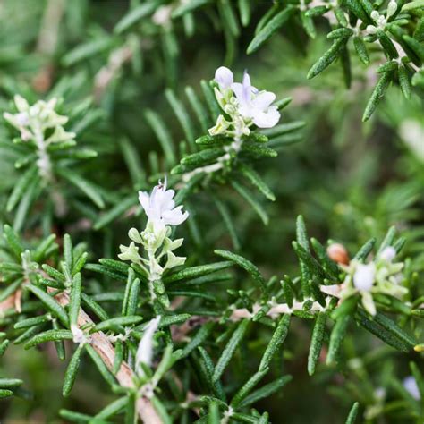 Plantes De Romarin Rampant ROSMARINUS OFFICINALIS Prostratus T O G