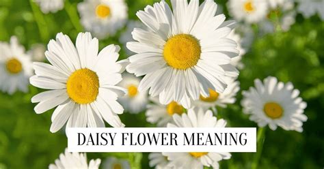 Daisy Flower Meaning and Colour Symbolism (2024)