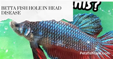 Betta Fish Hole In Head Disease Symptoms Causes And Cure