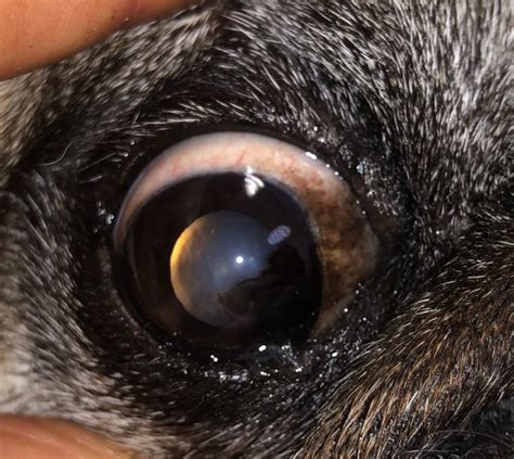 Das Trockene Auge Beim Hund Erkennen Und Therapieren Hunderunden