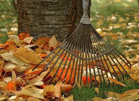 Tools And Tips For Fall Yard Cleanup Yards Improved