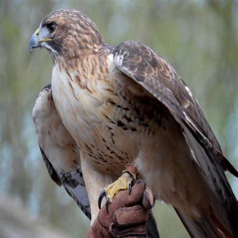 Buteo Jamaicensis Red Tailed Hawk USA Birds