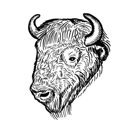 Premium Vector Bison Portrait Hand Drawn Sketch Bison Headvector