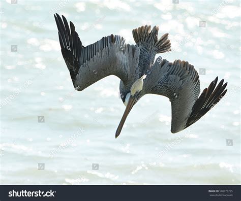 Close Brown Pelican Pelecanus Occidentalis Diving Stock Photo (Edit Now ...