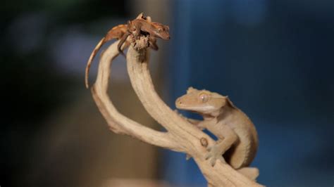 8 Cool Facts About Crested Geckos Pet Reptiles Youtube