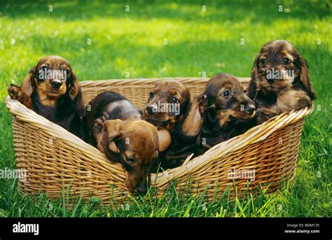 Five Wirehaired Dachshund Dog Puppies Dog In Basket Stock Photo Alamy