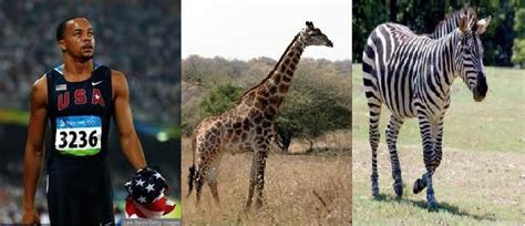 man  beast  sprinting showdown