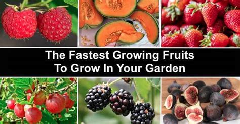 The Fastest Growing Fruits With Pictures