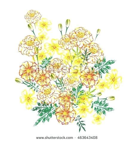 Marigold Flower Sketch at PaintingValley.com | Explore collection of Marigold Flower Sketch