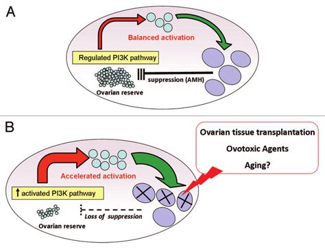 A During Normal Follicular Development The Ovary Is In A State Of