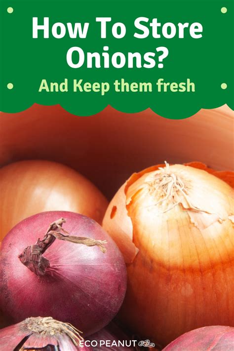 How To Store Onions And Keep Them Fresh Eco Peanut Onion Storing