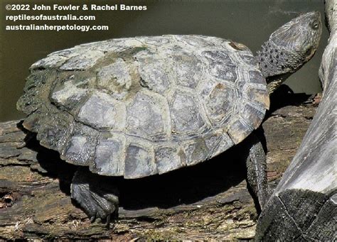 Saw Shelled Turtle Myuchelys Latisternum