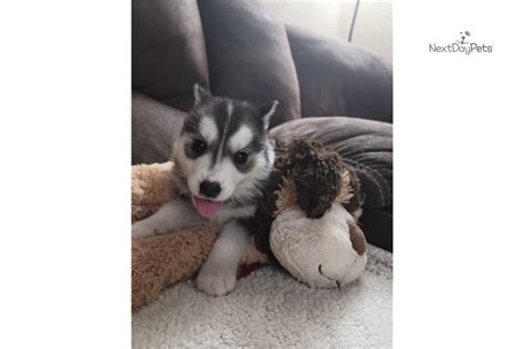 Fat Tony Siberian Husky Puppy For Sale Near Salem Oregon 6861de5bf1