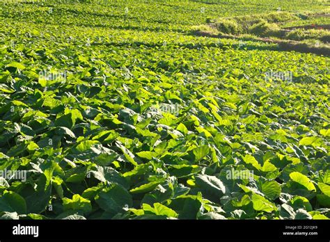 Taro Plantation Hi Res Stock Photography And Images Alamy