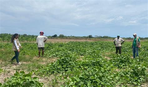 Noticias Bolívar El Fenómeno Del Niño Una Amenaza Para Los Agricultores Alerta Caribe