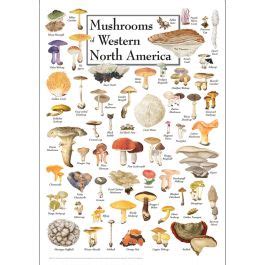 Mushrooms Of Western North America Poster