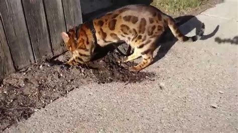 Koolah The Bengal Cat Caught Digging Holes In The Yard Youtube