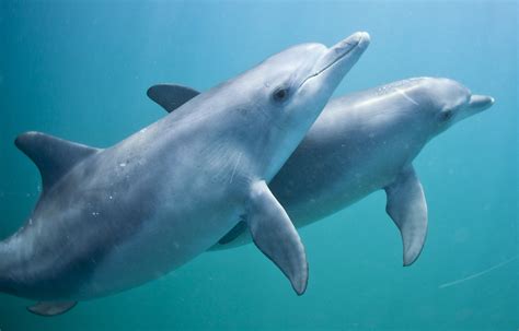 Dolphins Playful Adorable And Pretty Dang Intelligent