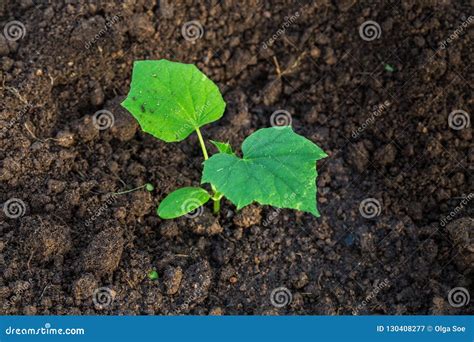 Nueva Planta Del Pepino Del Brote Joven En El Suelo Imagen De Archivo