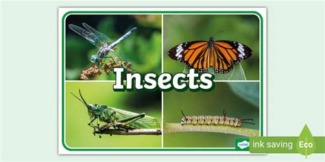 Insects Photo Display Poster Teacher Made Twinkl