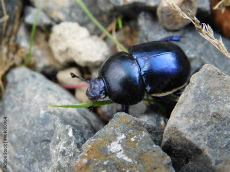 Dung Beetle Geotrupes Earth Boring Is A Genus Of Earth Boring Scarab