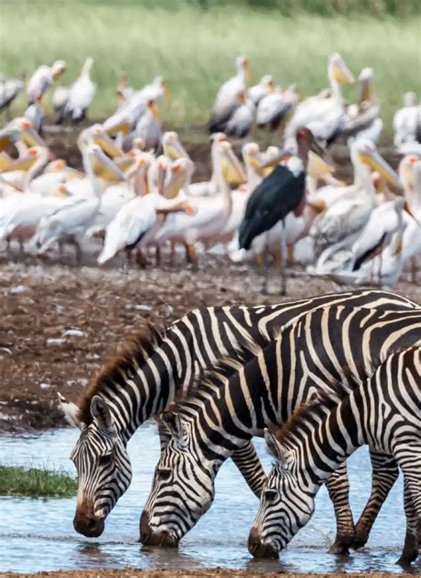 Days Amboseli Masai Mara Fly In Safari Ongeri Expeditions