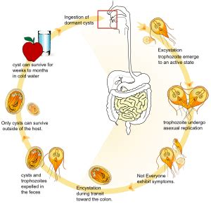 Giardia lamblia Facts for Kids