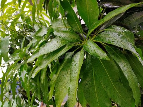 Raindrops On Green Mango Fruit Leaves Are Very Nice Stock Image Image