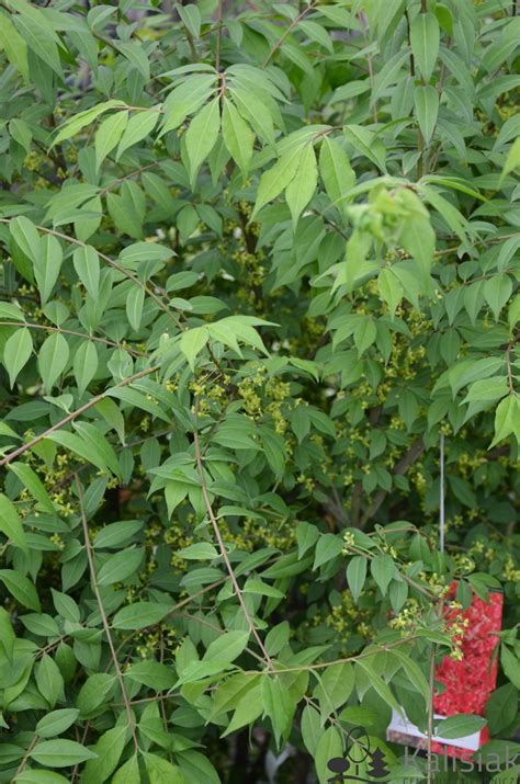 Euonymus Alatus Trzmielina Oskrzydlona