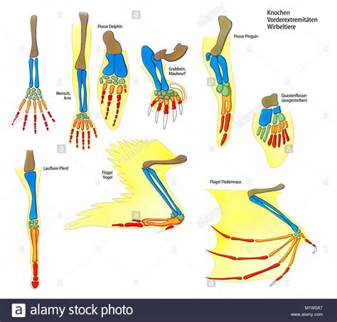 Vorderbein Knochen Wirbeltiere Stockfoto Bild Alamy