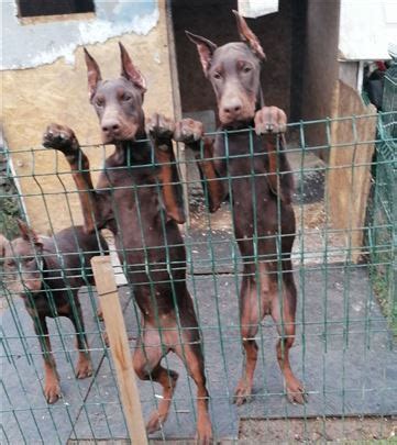 Prodaja Pasa I Psi Na Poklon Doberman Halo Oglasi