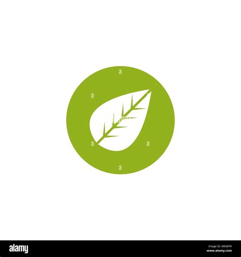 Leaf Graphic Design Template Vector Isolated Illustration Stock Vector