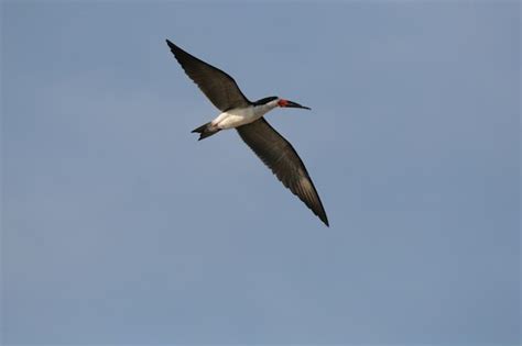 Premium Photo | Black skimmer flying in the sky