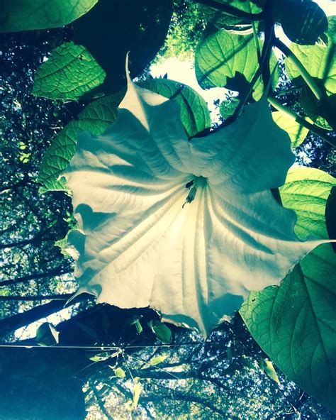 brugmansia arborea el floripondio entre otros nombres comunes es una