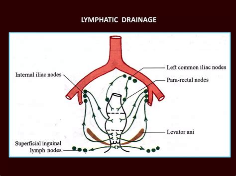 Anatomy Of Anal Canal PPTX