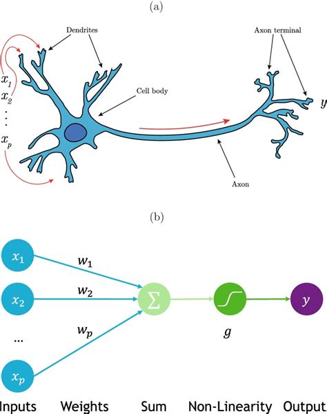 Fig 2 A Biological Neuron The Synapses Machine Learning