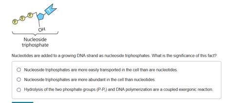 Solved OH Nucleoside triphosphate Nucleotides are added to a | Chegg.com