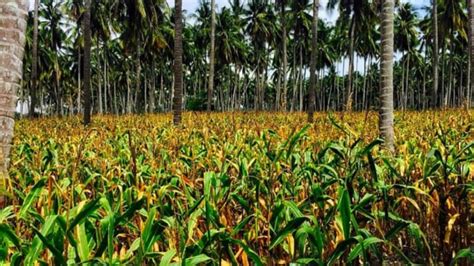 Impor Jagung Ribu Ton Saat Panen Ini Penjelasan Pemerintah