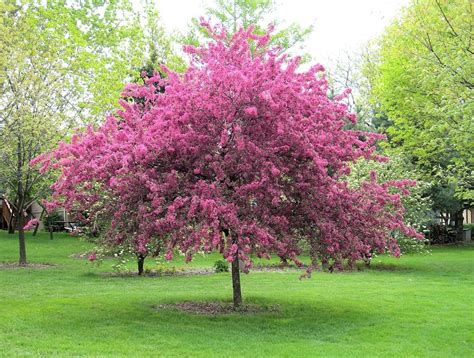 Crabapple Fertilizer Needs – How Much Should You Be Feeding A Crabapple ...