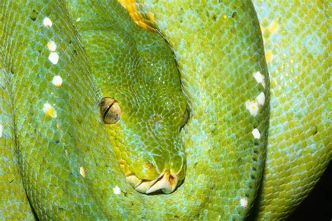 Green tree python Snakes Downunder Jan 2016 - ZooChat