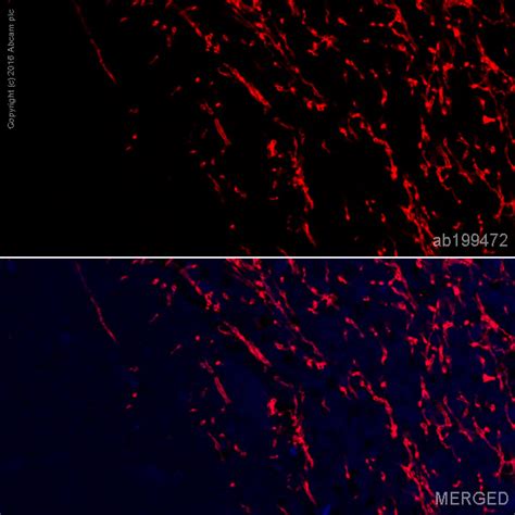 Alexa Fluor Anti Myelin Oligodendrocyte Glycoprotein Antibody