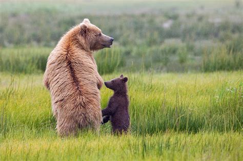 USA Wildlife